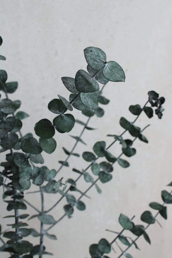konservierter eukalyptus als trockenblume