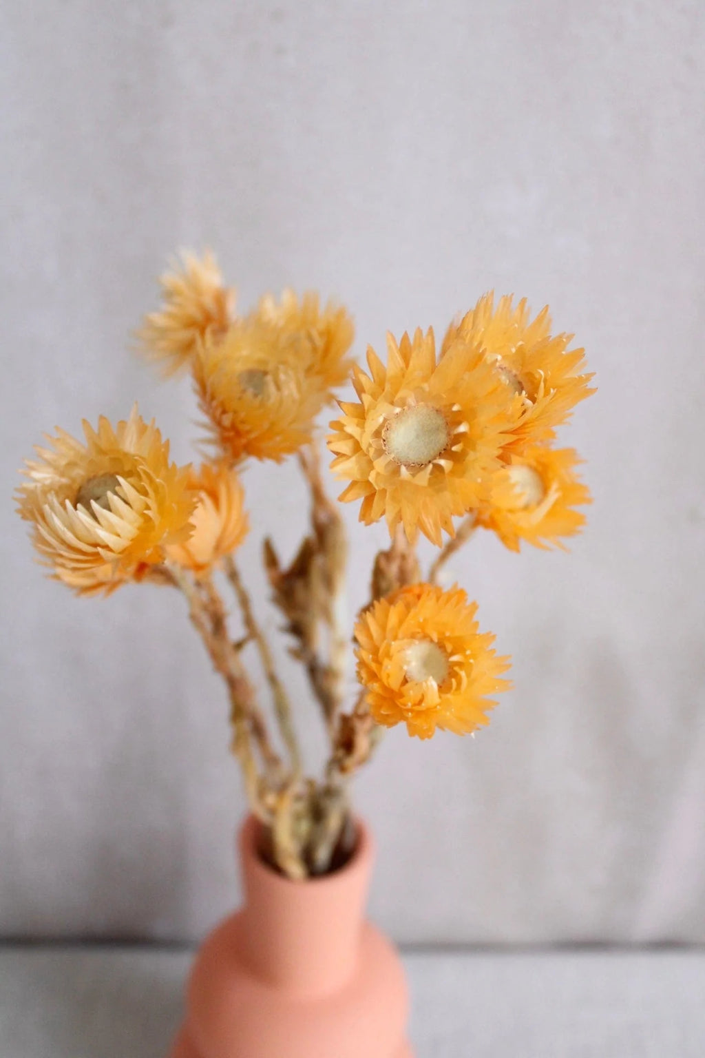 Trockenblumen in Orange oder Apricot