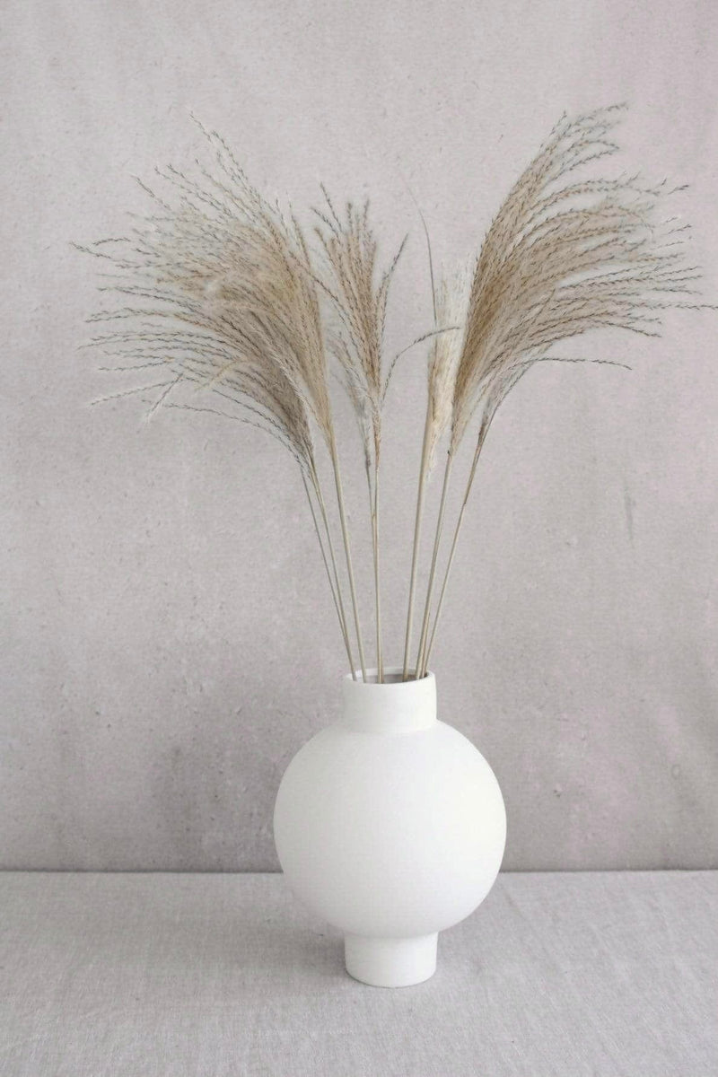 Vasenglück Pampasgras Federgras | Natur