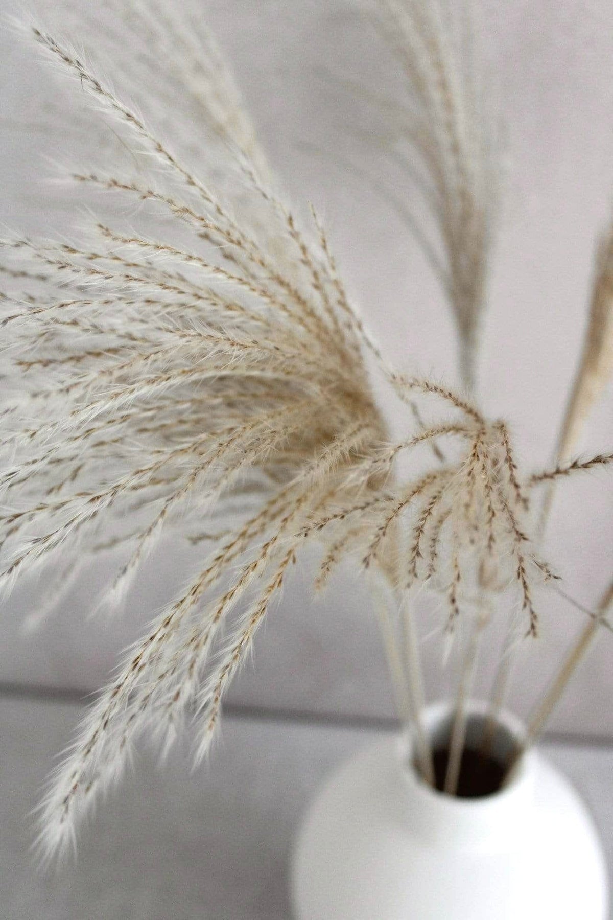 Vasenglück Pampasgras Federgras | Natur