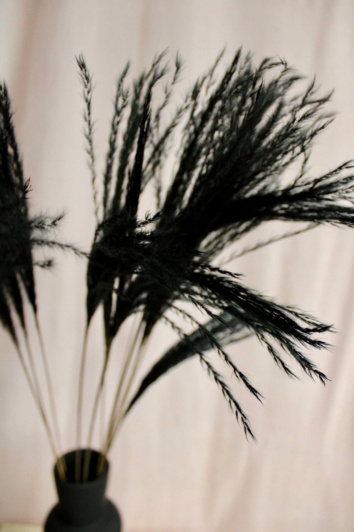 Vasenglück Pampasgras Federgras | Schwarz