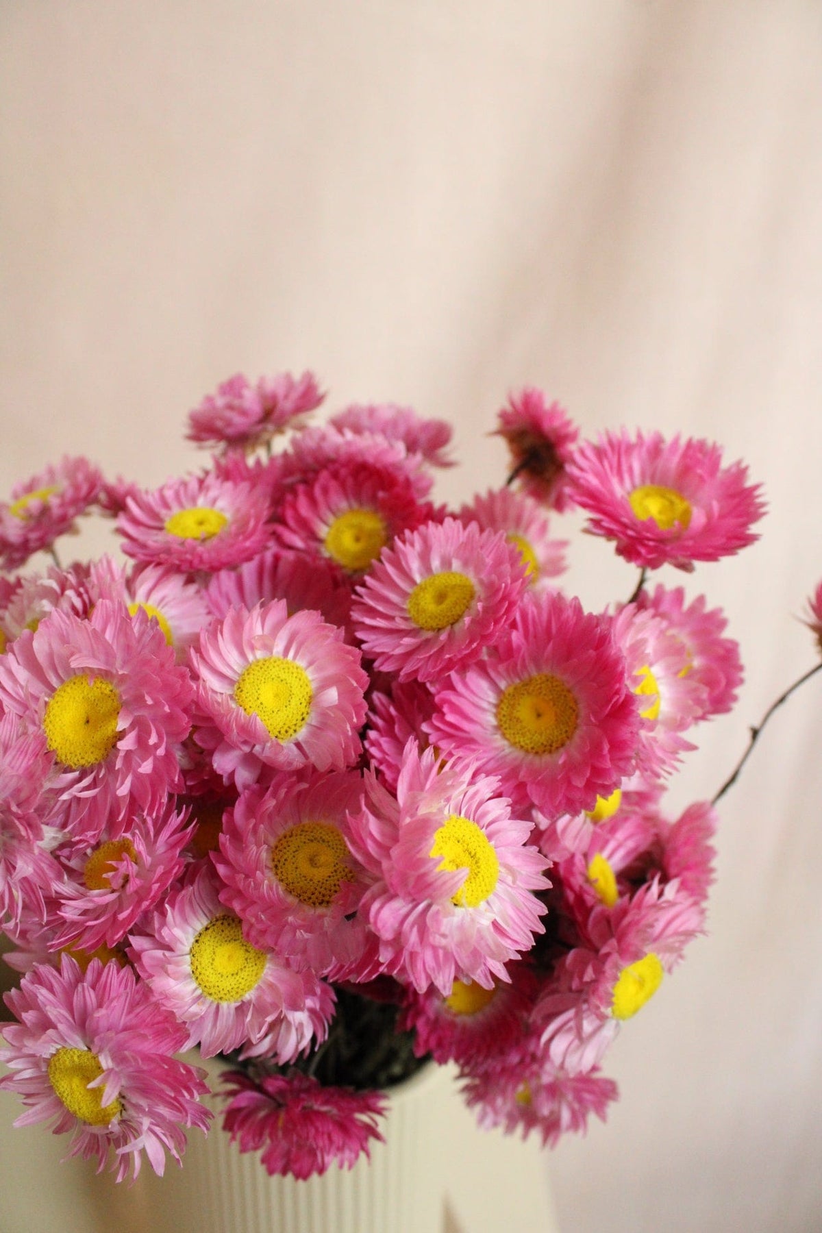 Vasenglück Trockenblumen Acroclinium | Pink