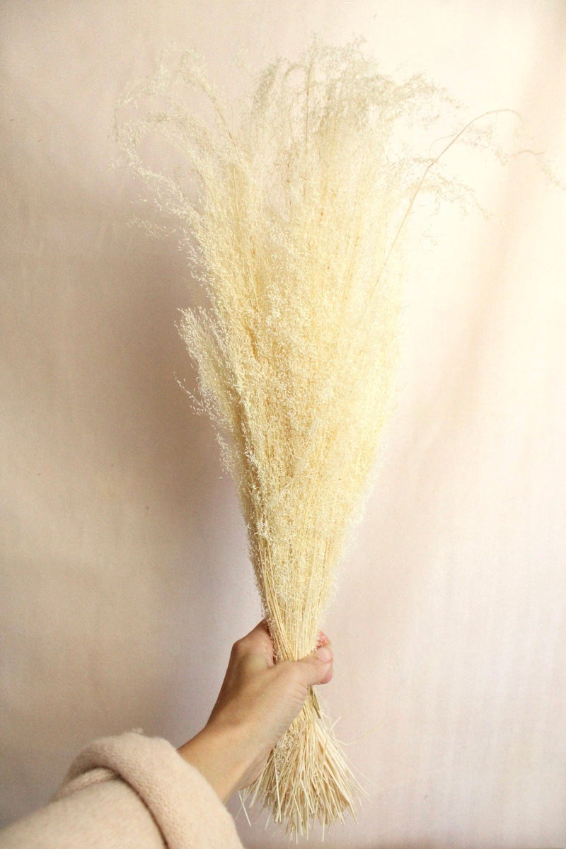 Vasenglück Trockenblumen Agrostis Pulchella | Weiß Creme