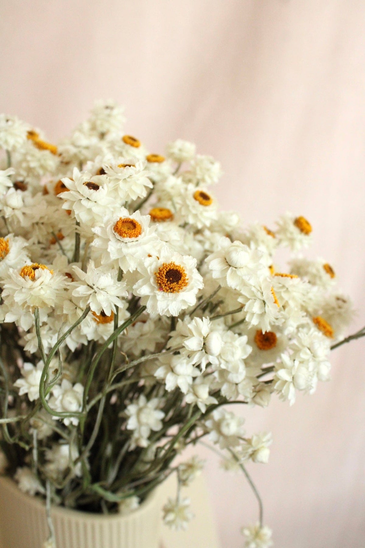 Vasenglück Trockenblumen Ammobium | Natur Weiss