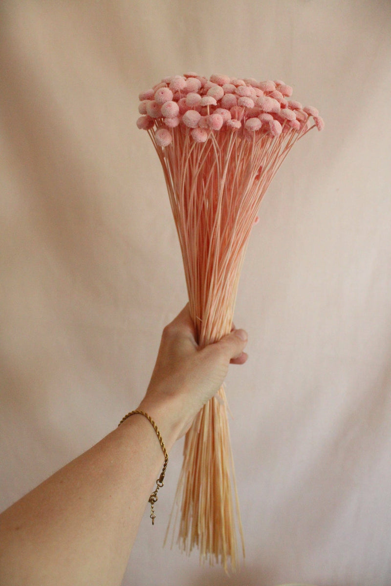 Vasenglück Trockenblumen Botao | Hellrosa