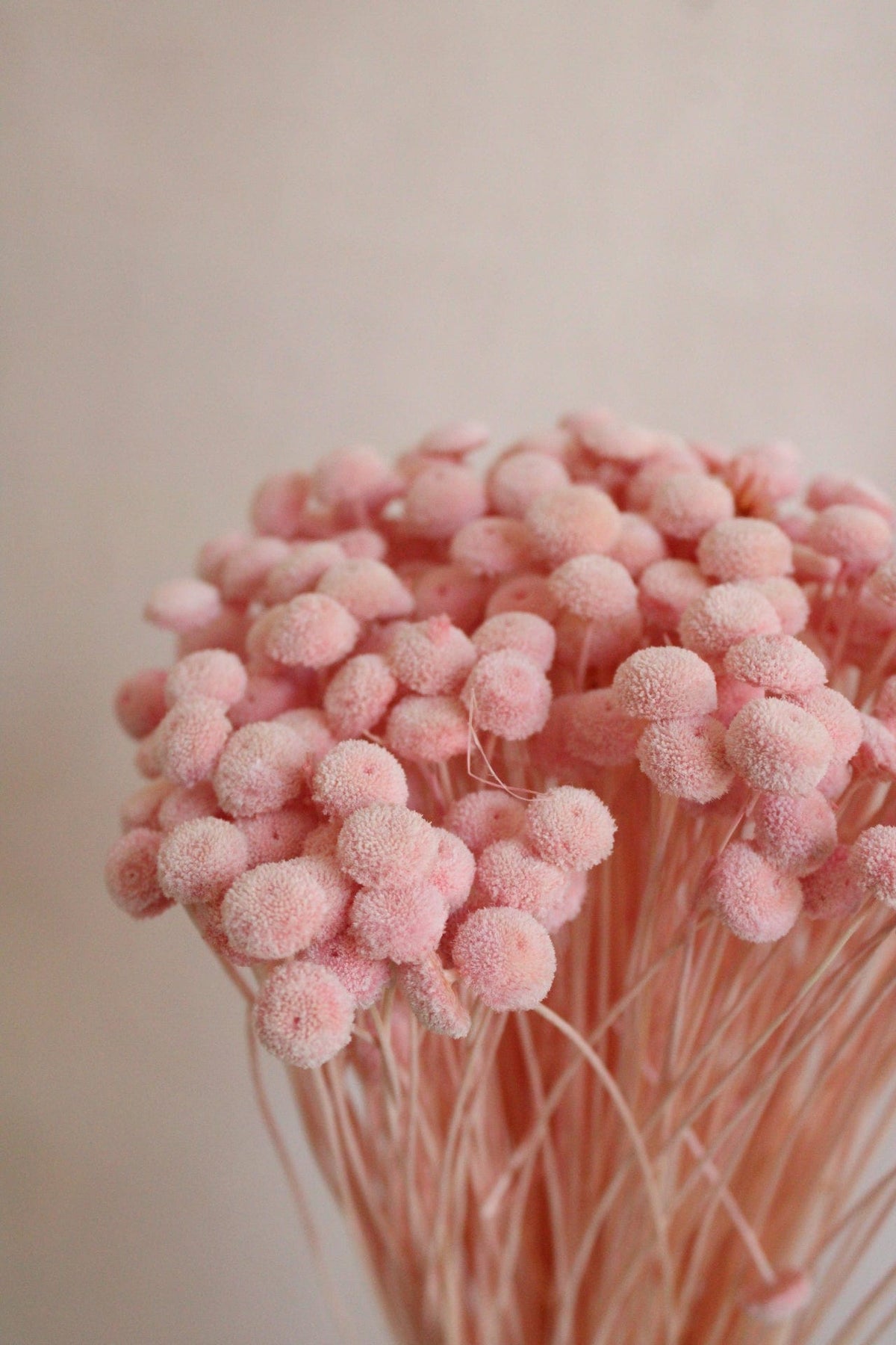 Vasenglück Trockenblumen Botao | Hellrosa