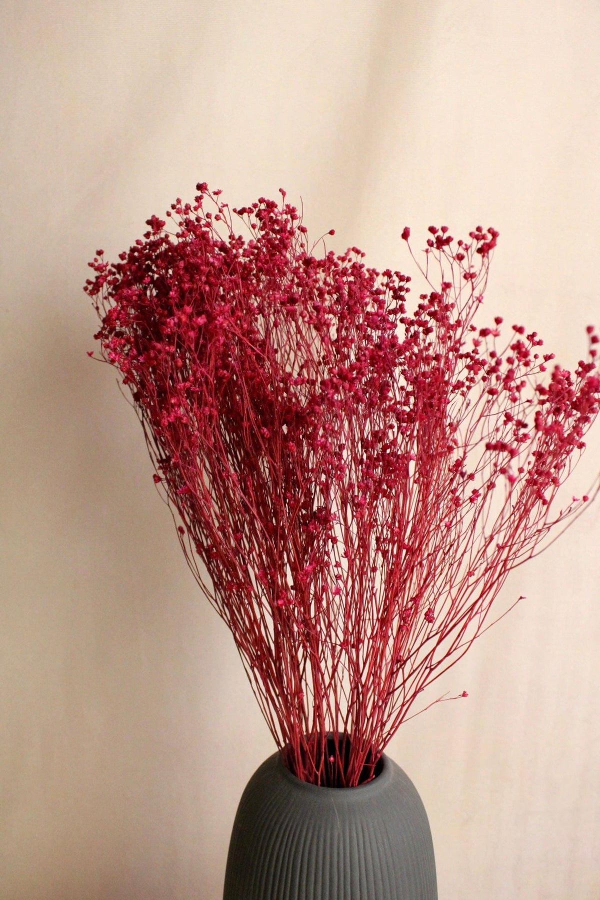 Vasenglück Trockenblumen Broom Bloom | Beerenrot