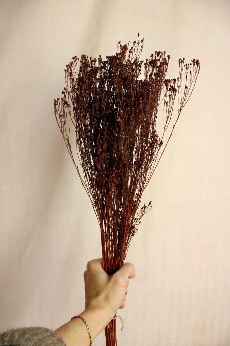 Vasenglück Trockenblumen Broom Bloom | Braun