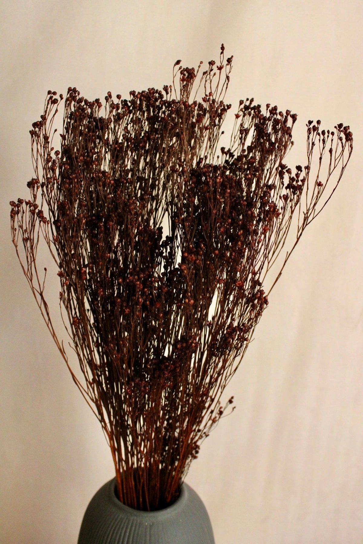 Vasenglück Trockenblumen Broom Bloom | Braun