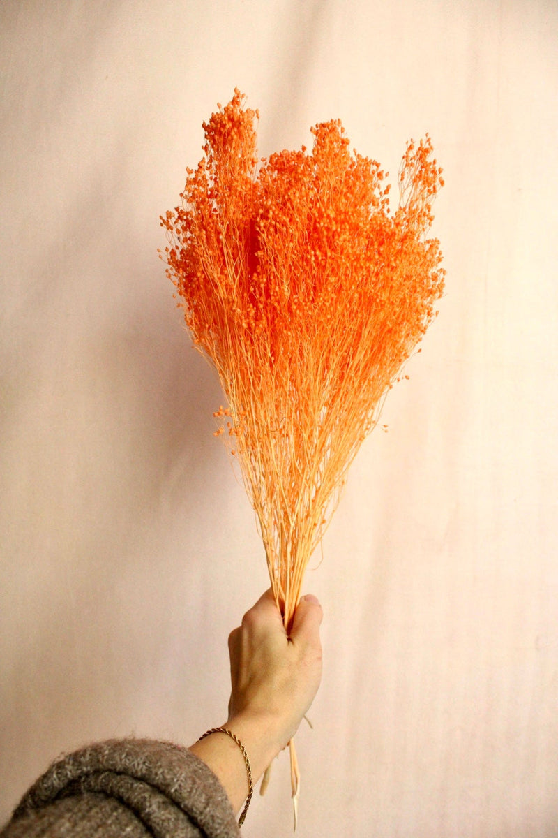 Vasenglück Trockenblumen Broom Bloom | Lachs