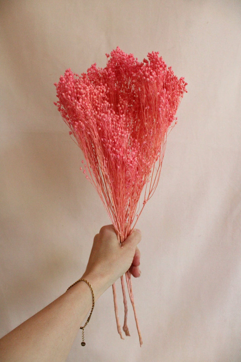 Vasenglück Trockenblumen Broom Bloom | Pink