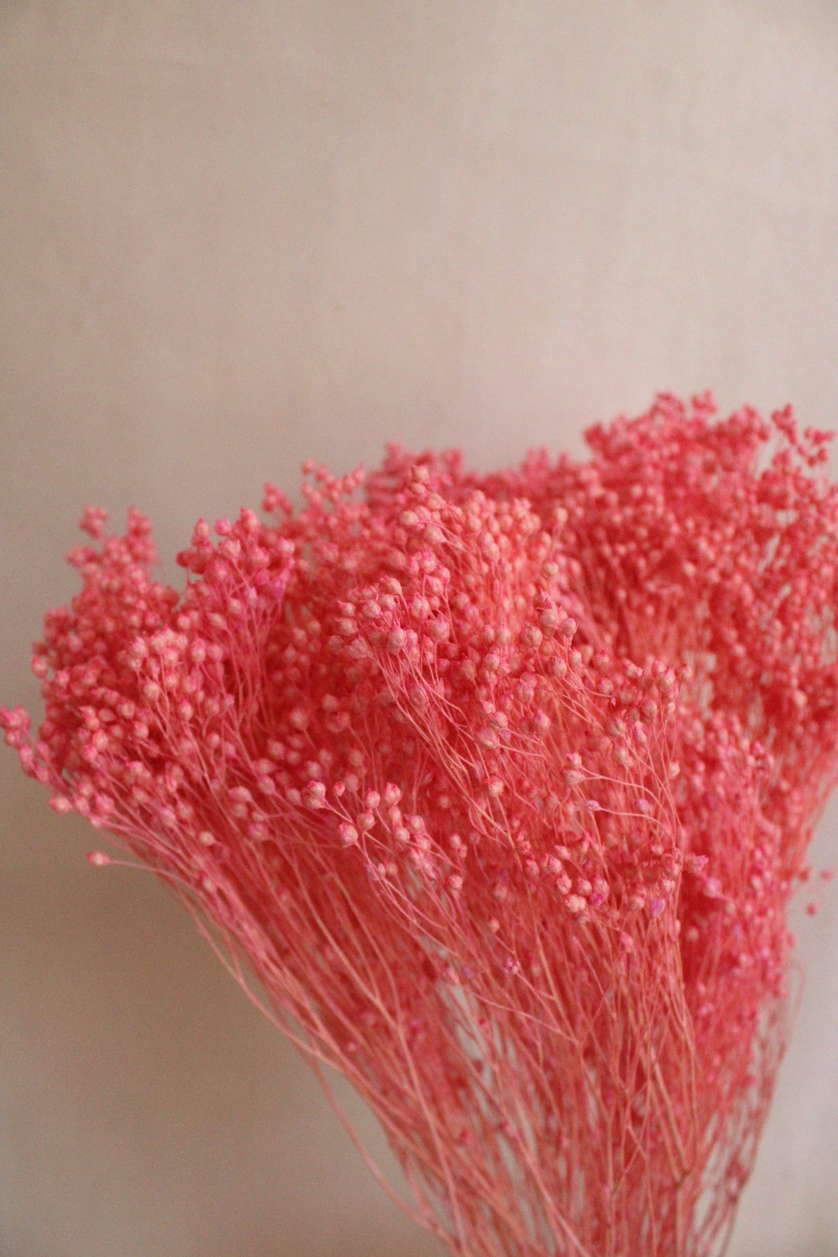 Vasenglück Trockenblumen Broom Bloom | Pink