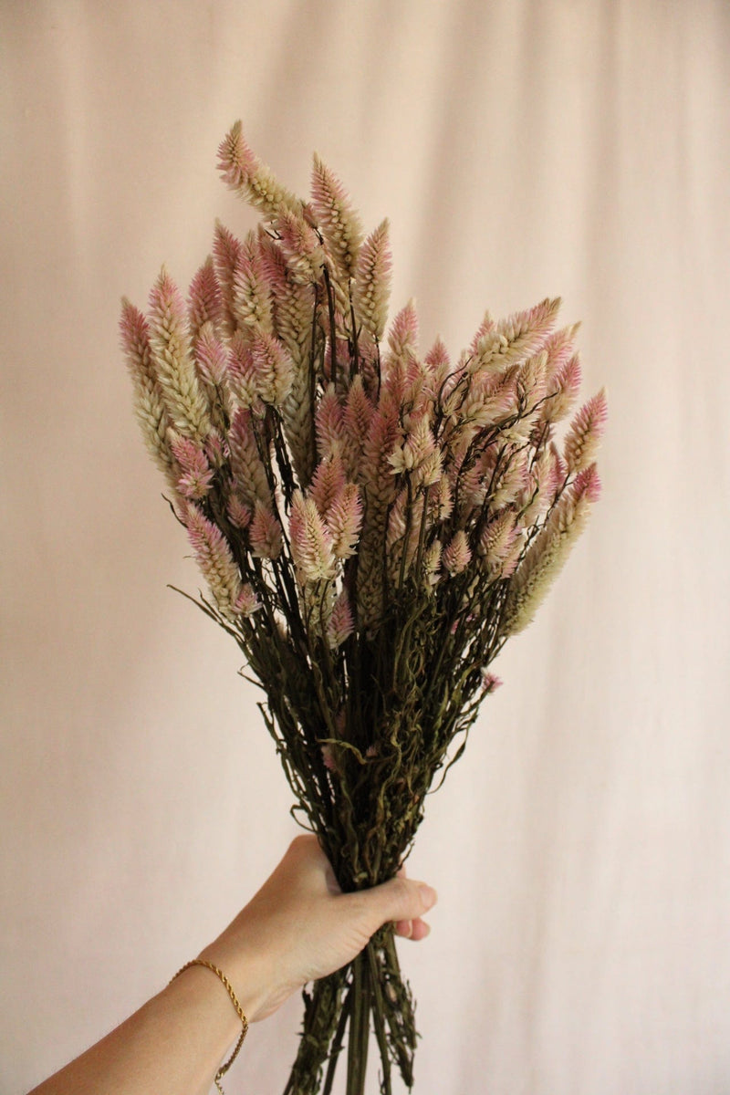 Vasenglück Trockenblumen Celosia | Rosa Natur