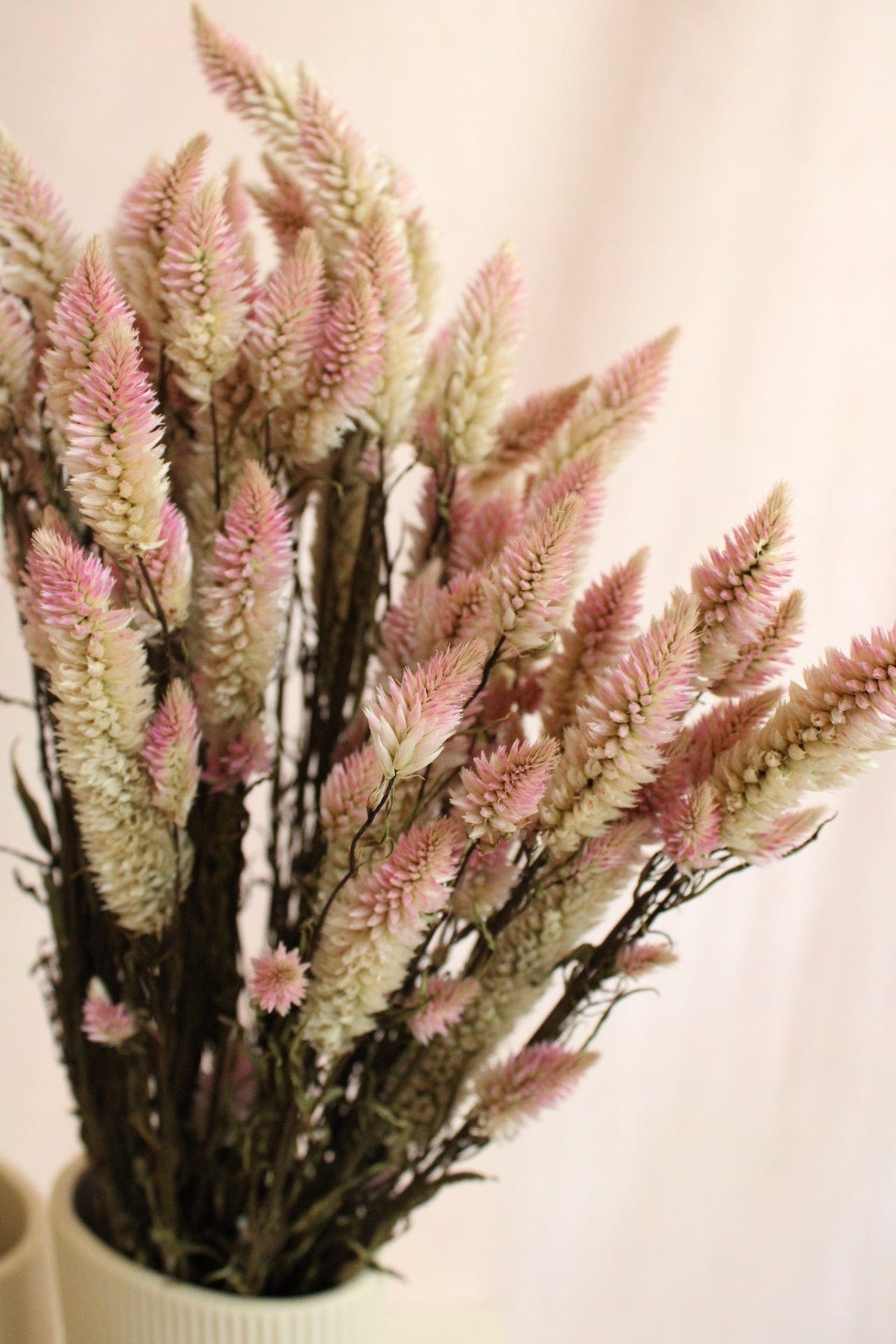 Vasenglück Trockenblumen Celosia | Rosa Natur