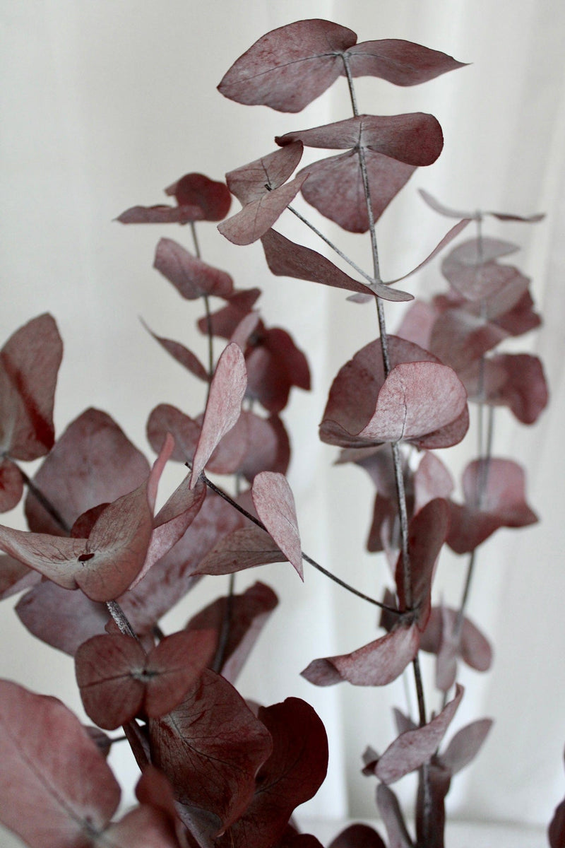 Vasenglück Trockenblumen Eukalyptus Cinerea konserviert | 1 Bund | Dunkelrot