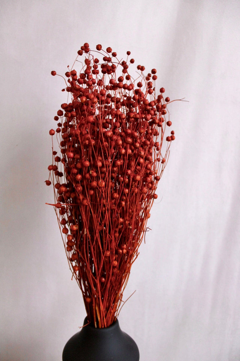 Vasenglück Trockenblumen Flachs | Orange