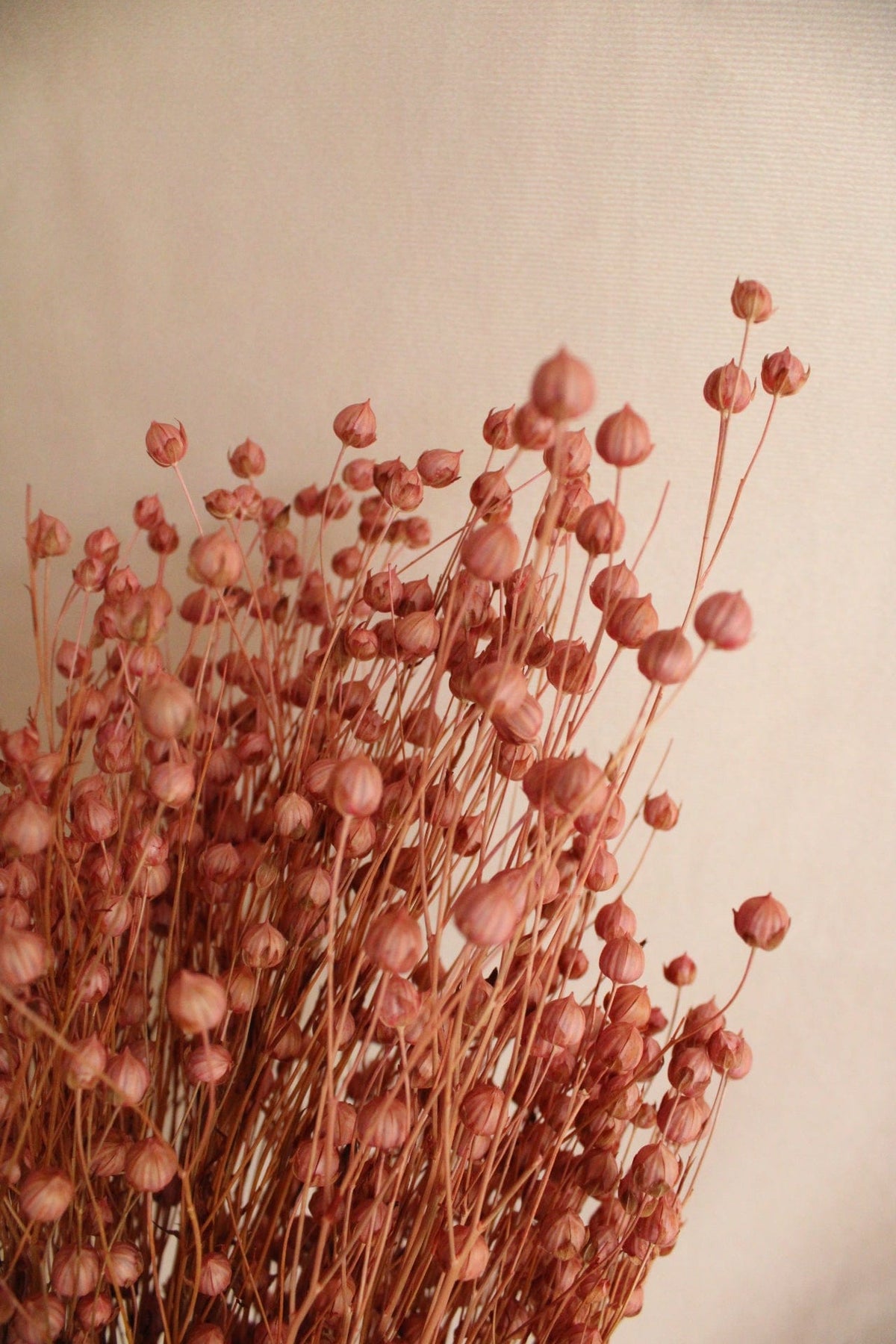 Vasenglück Trockenblumen Flachs | Rosa