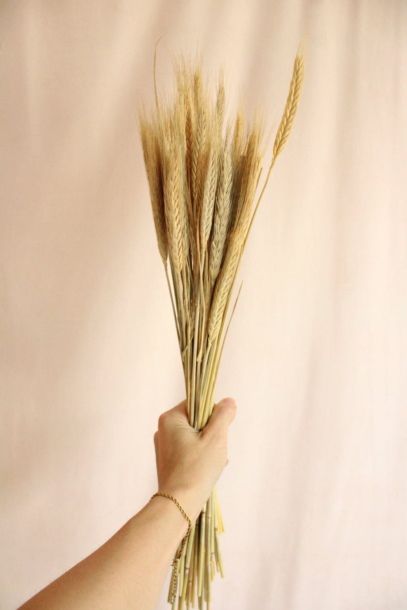 Vasenglück Trockenblumen Gerste | Natur
