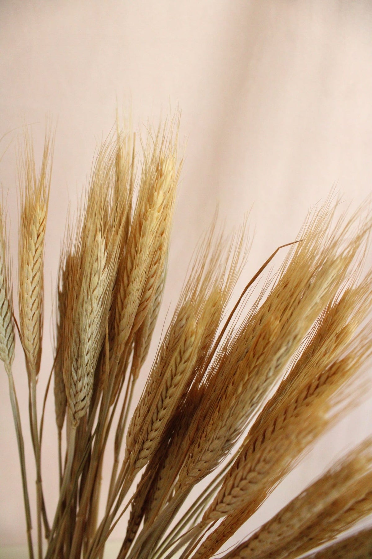 Vasenglück Trockenblumen Gerste | Natur