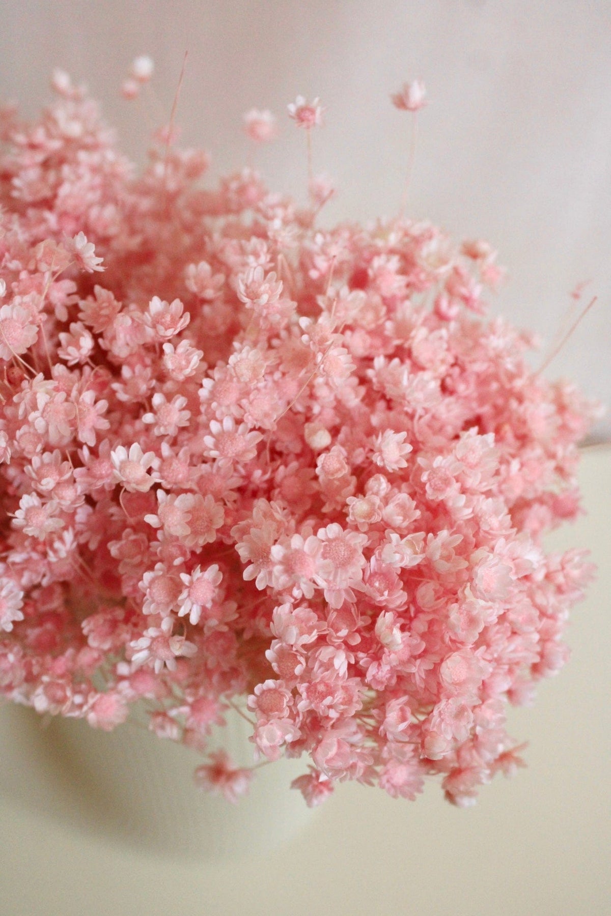 Vasenglück Trockenblumen Glixia | Hellrosa