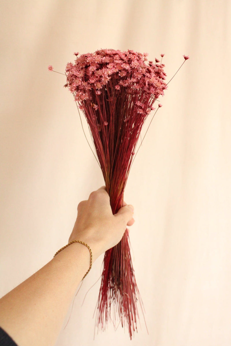 Vasenglück Trockenblumen Glixia | Rosa