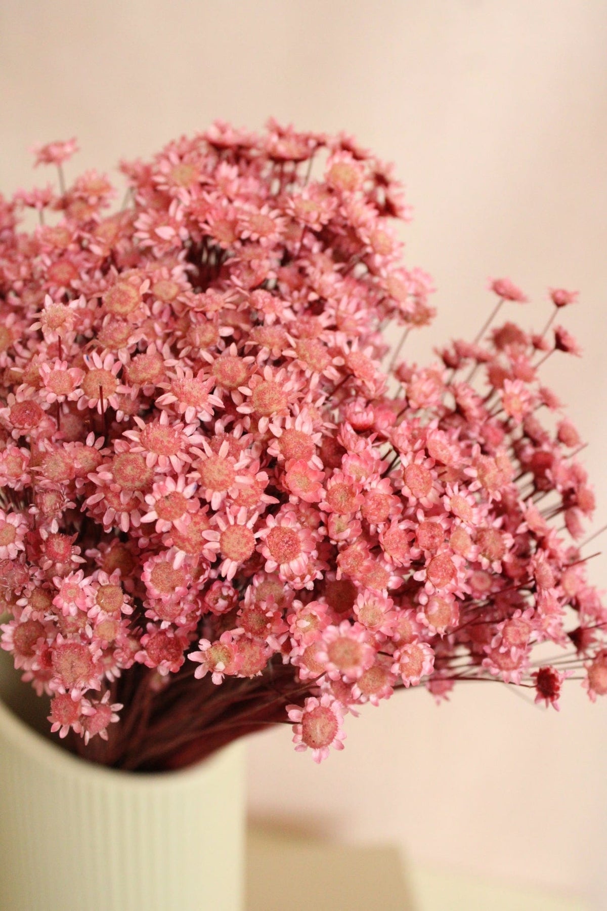 Vasenglück Trockenblumen Glixia | Rosa