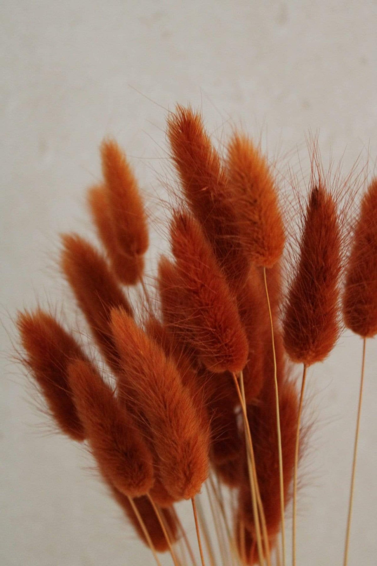 Vasenglück Trockenblumen Lagurus | Dunkel Orange / Cognac