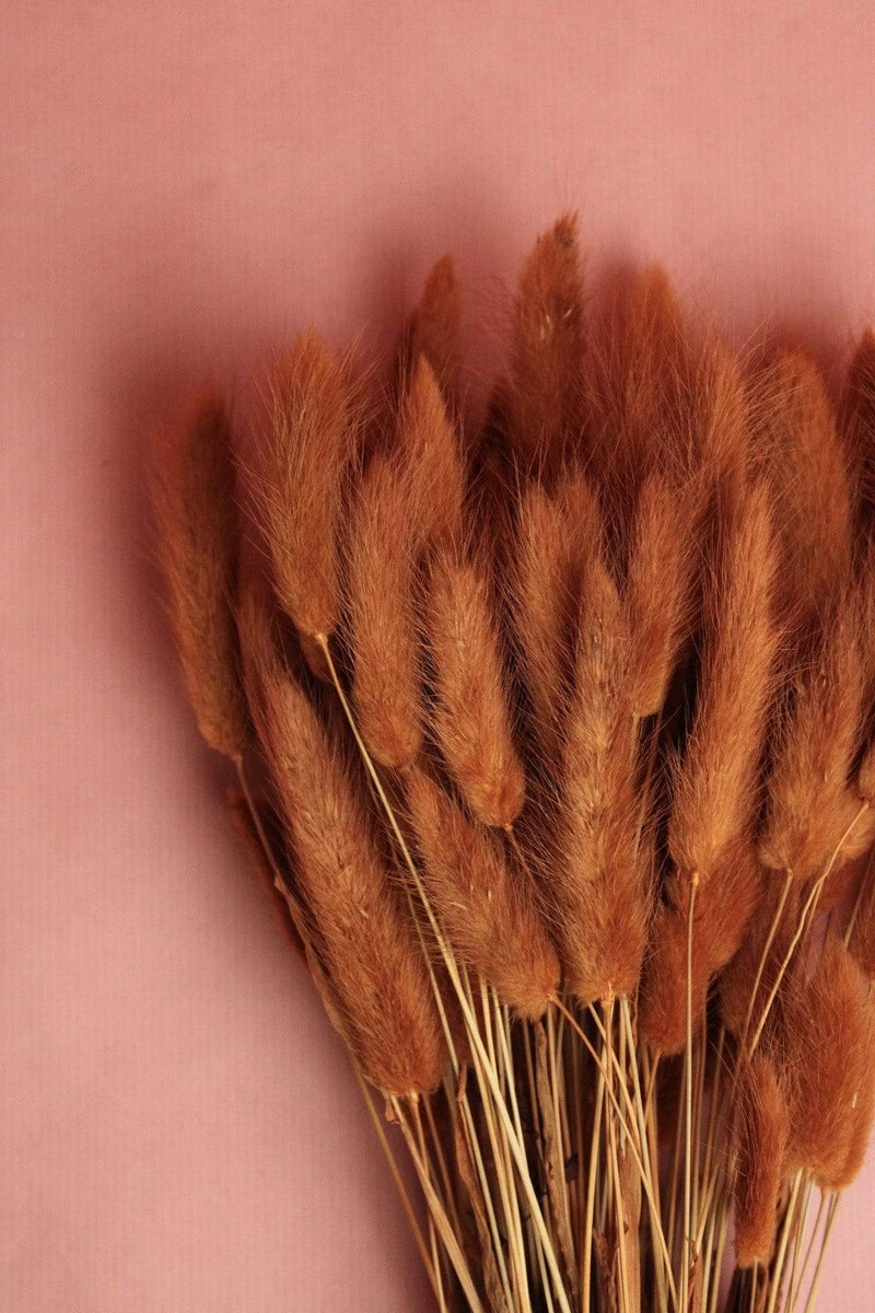 Vasenglück Trockenblumen Lagurus | Dunkel Orange / Cognac