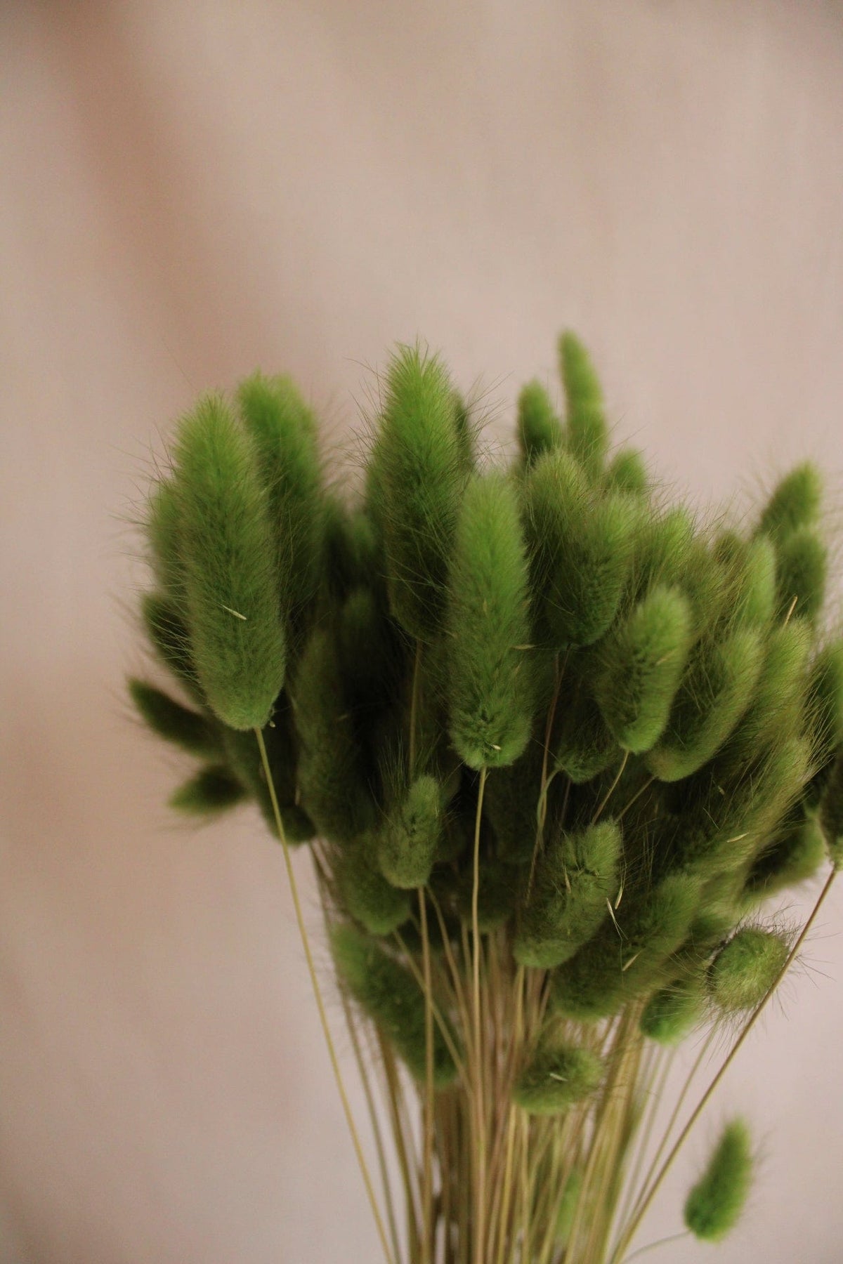 Vasenglück Trockenblumen Lagurus | Grün