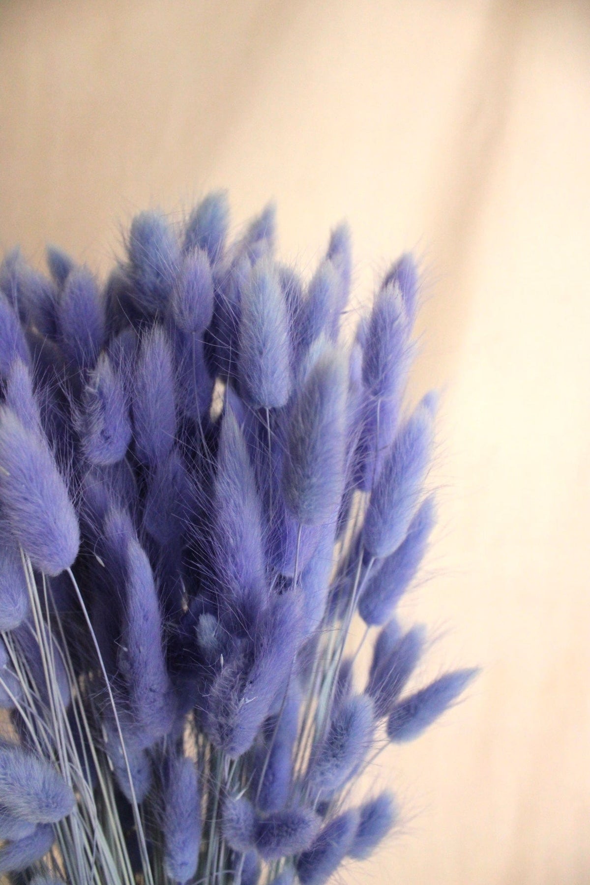 Vasenglück Trockenblumen Lagurus | Lila