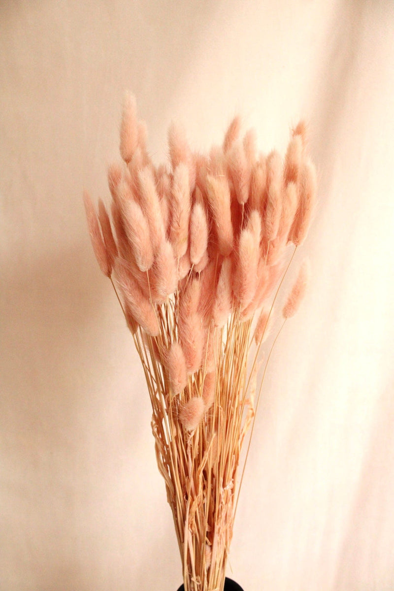 Vasenglück Trockenblumen Lagurus | Rosa