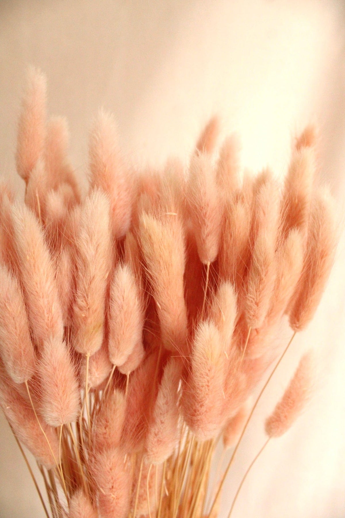 Vasenglück Trockenblumen Lagurus | Rosa