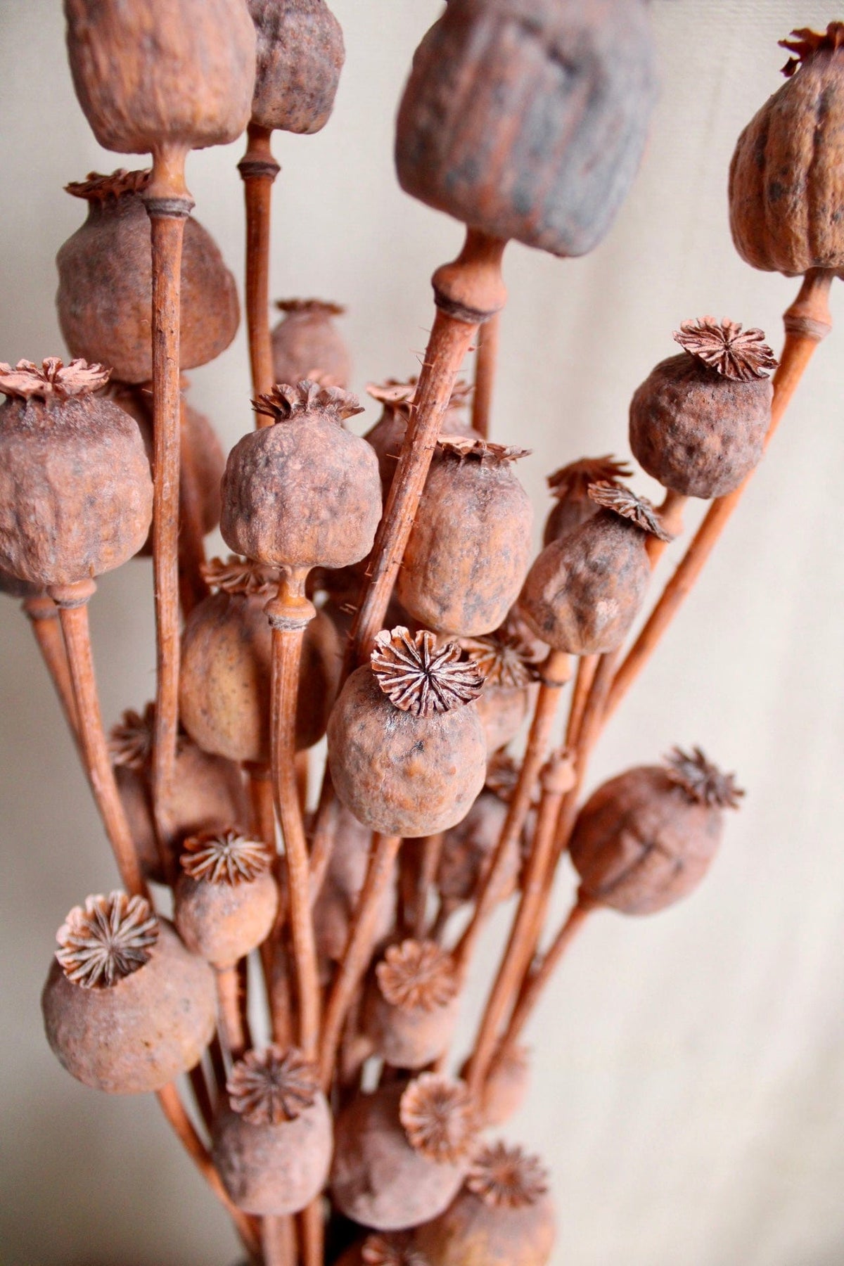 Vasenglück Trockenblumen Mohnkapseln | Orange/Apricot