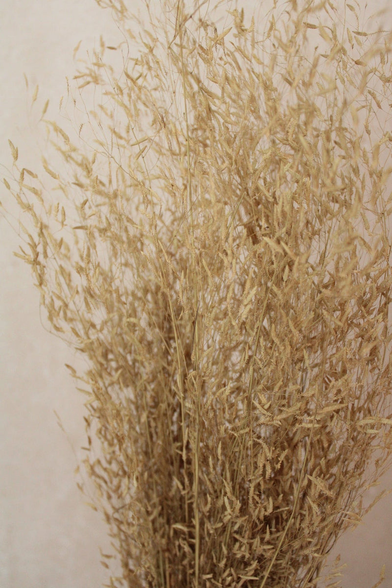 Vasenglück Trockenblumen Munni Gras | Natur