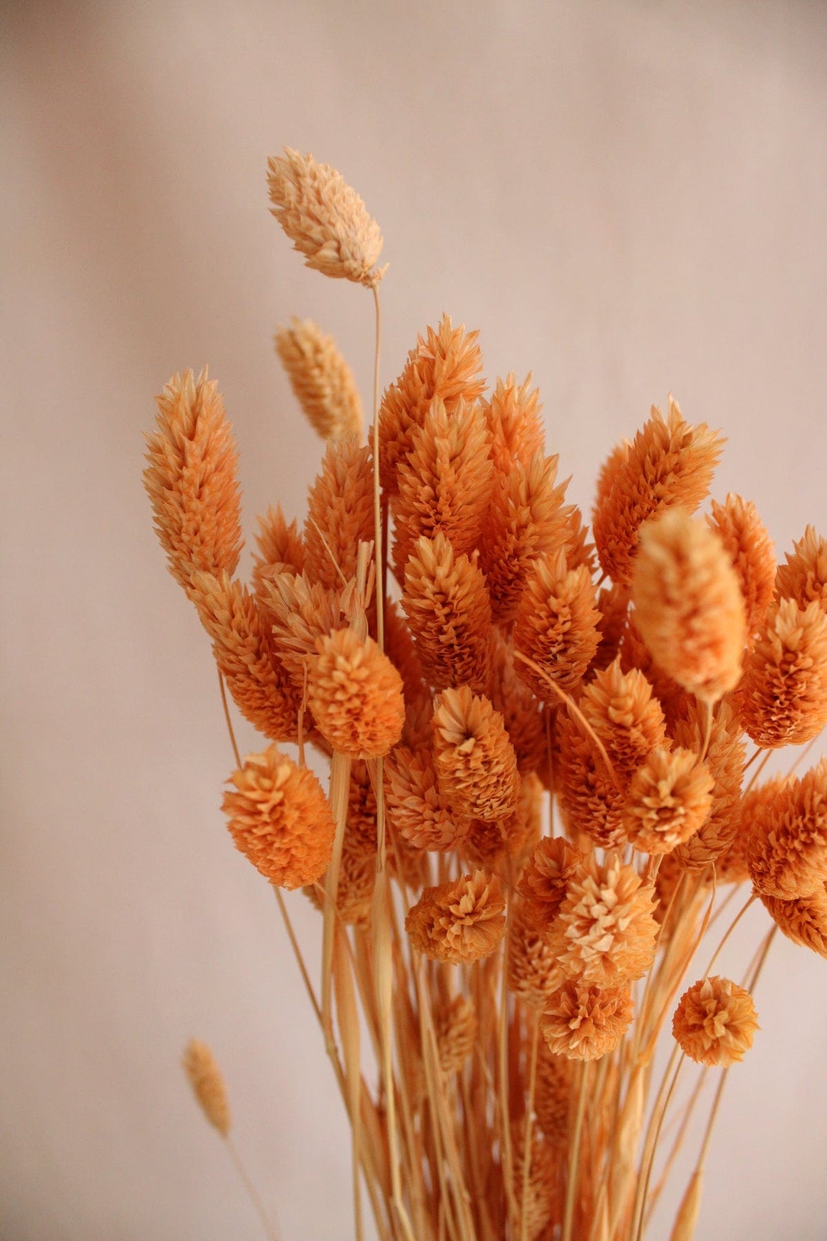 Vasenglück Trockenblumen Phalaris | Apricot
