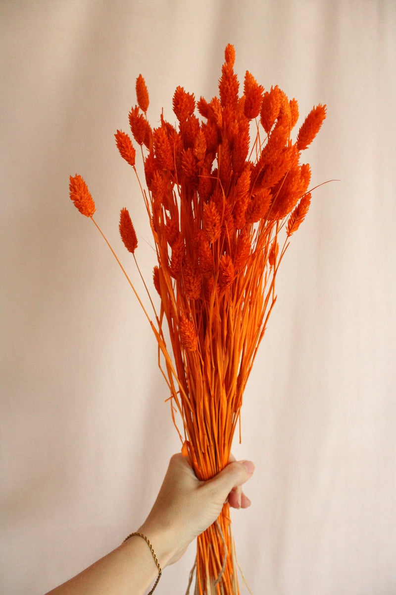 Vasenglück Trockenblumen Phalaris | Hell Orange