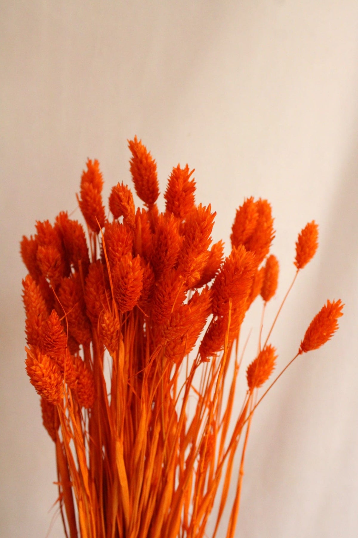 Vasenglück Trockenblumen Phalaris | Hell Orange