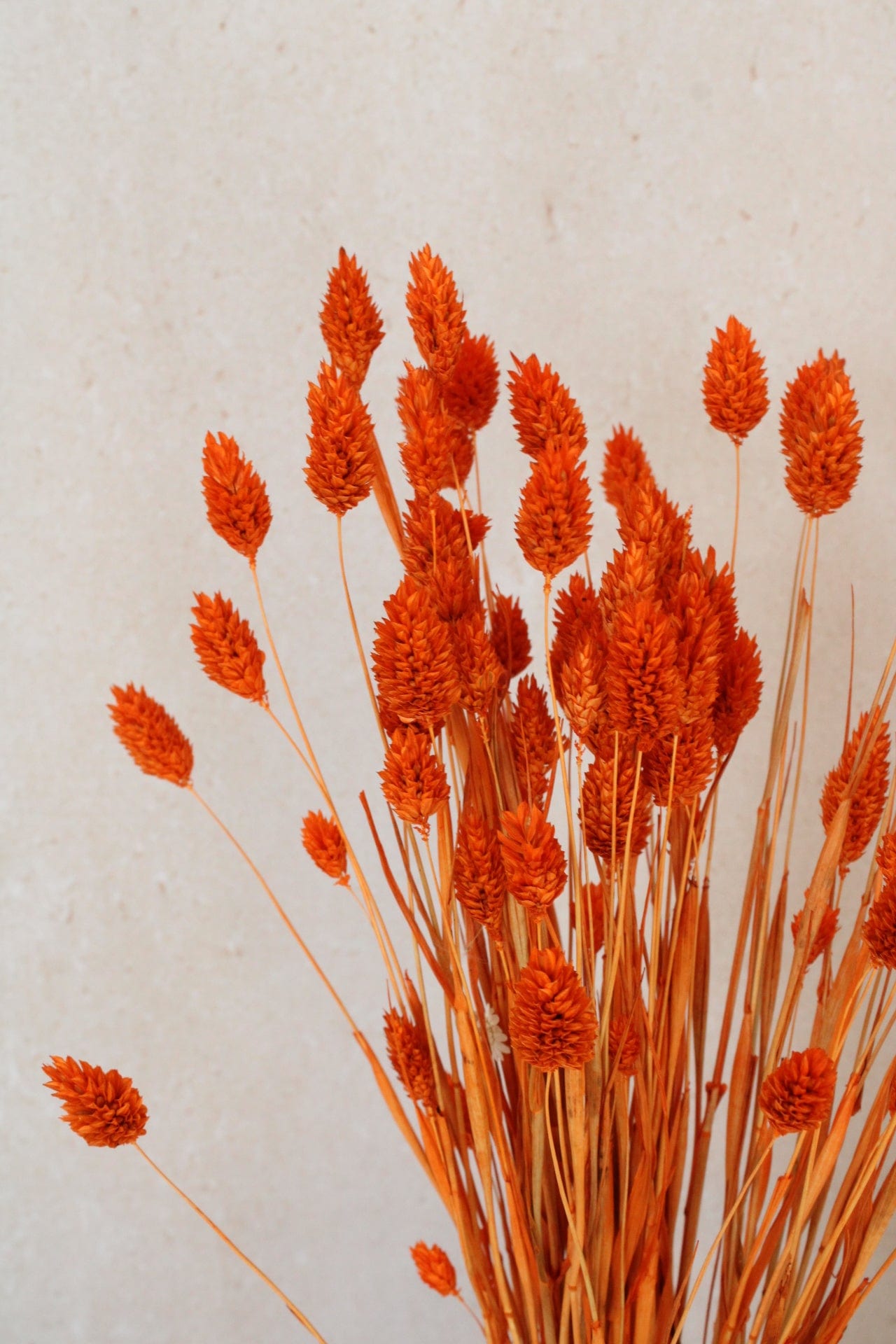 Phalaris 67cm Orange Trockenblumen Vasenglück
