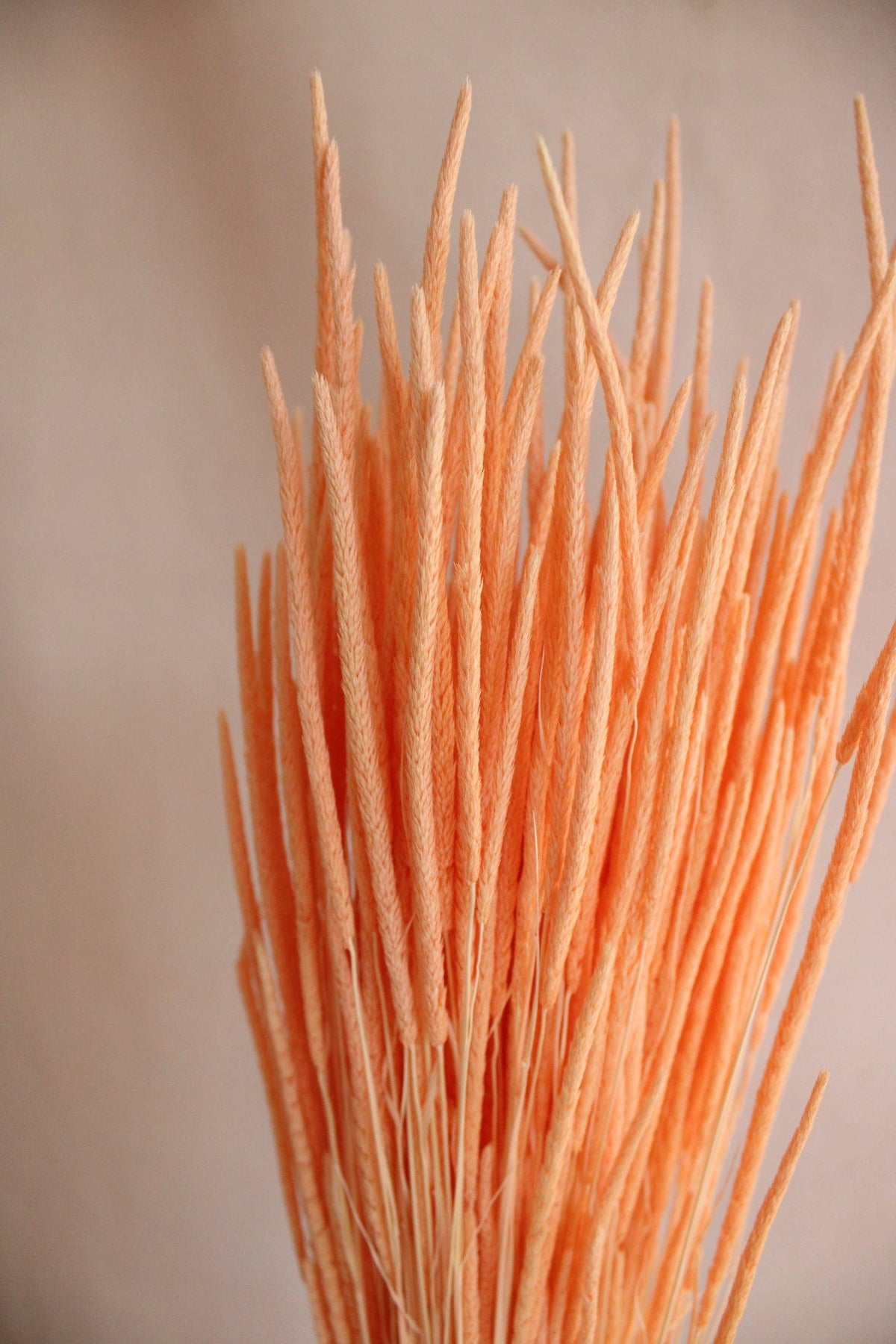 Vasenglück Trockenblumen Phleum | Apricot