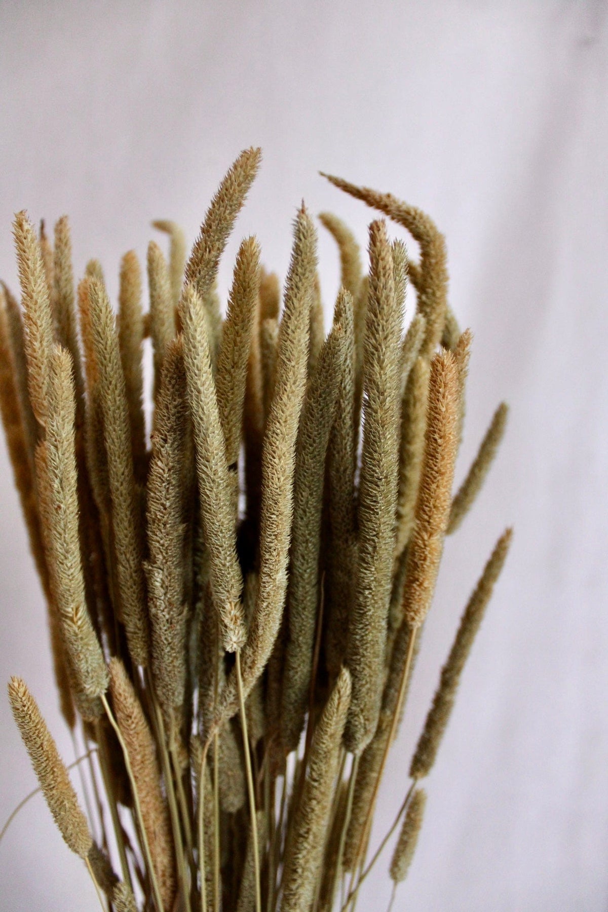 Vasenglück Trockenblumen Phleum | Natur