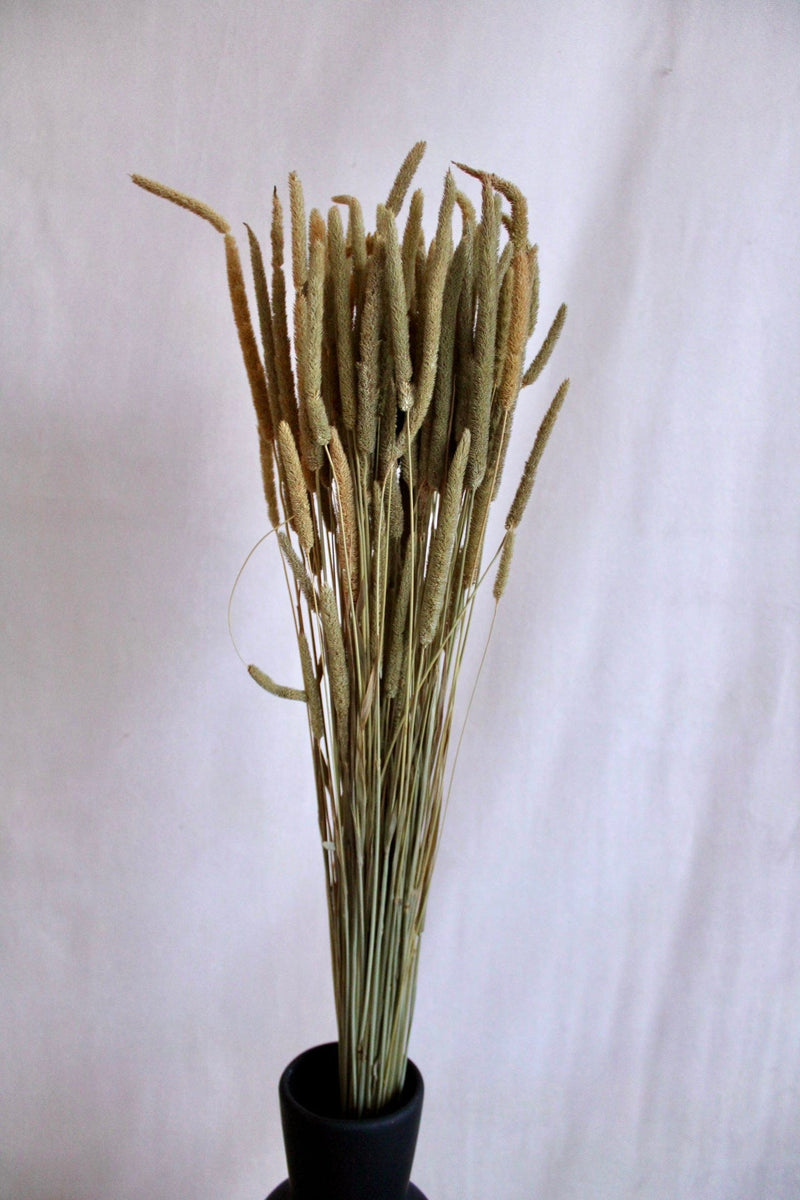 Vasenglück Trockenblumen Phleum | Natur