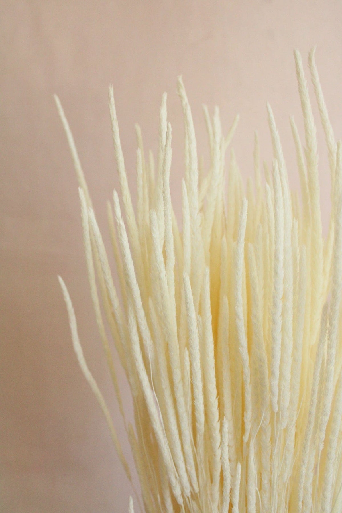 Vasenglück Trockenblumen Phleum | Zartes Cremeweiss