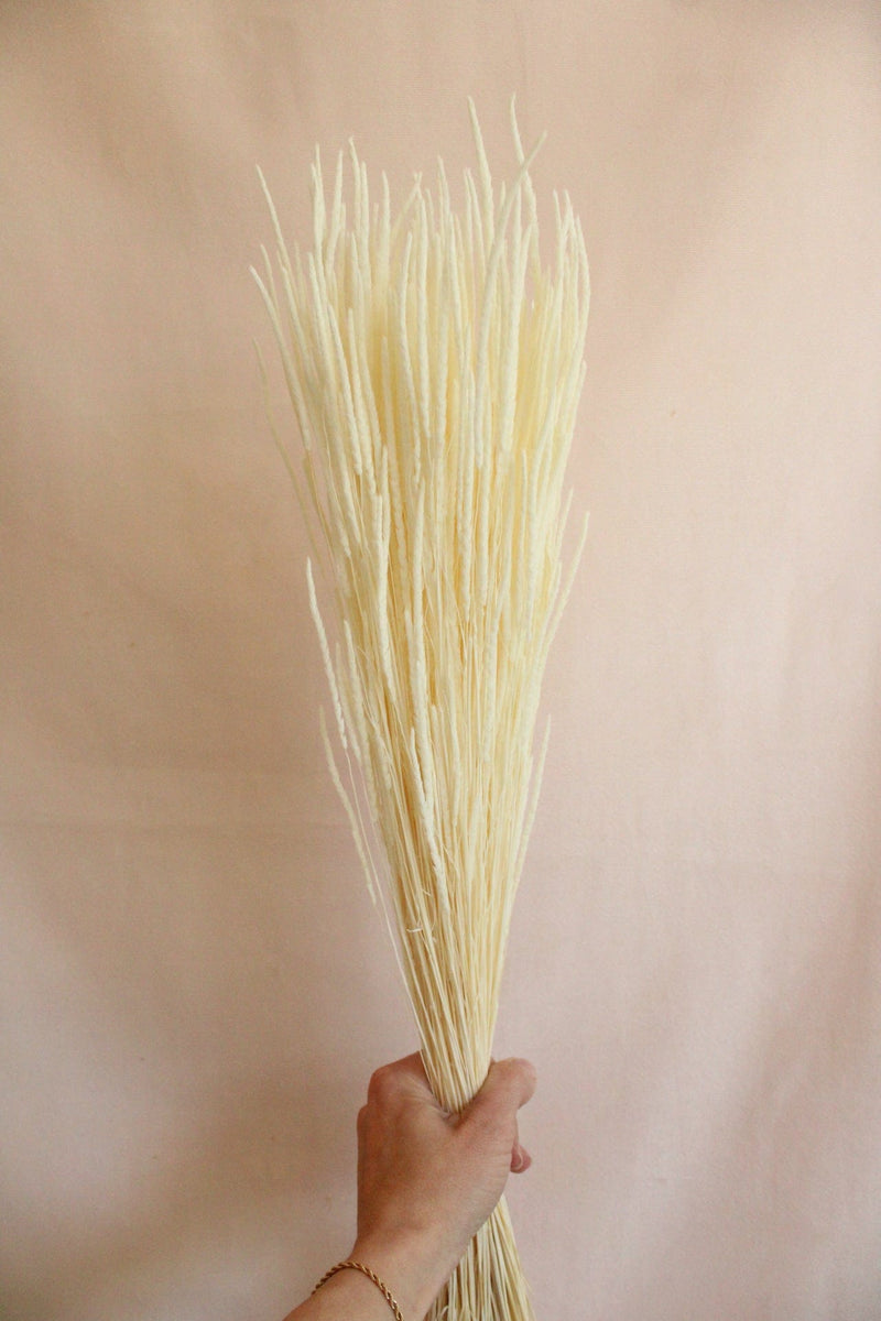 Vasenglück Trockenblumen Phleum | Zartes Cremeweiss