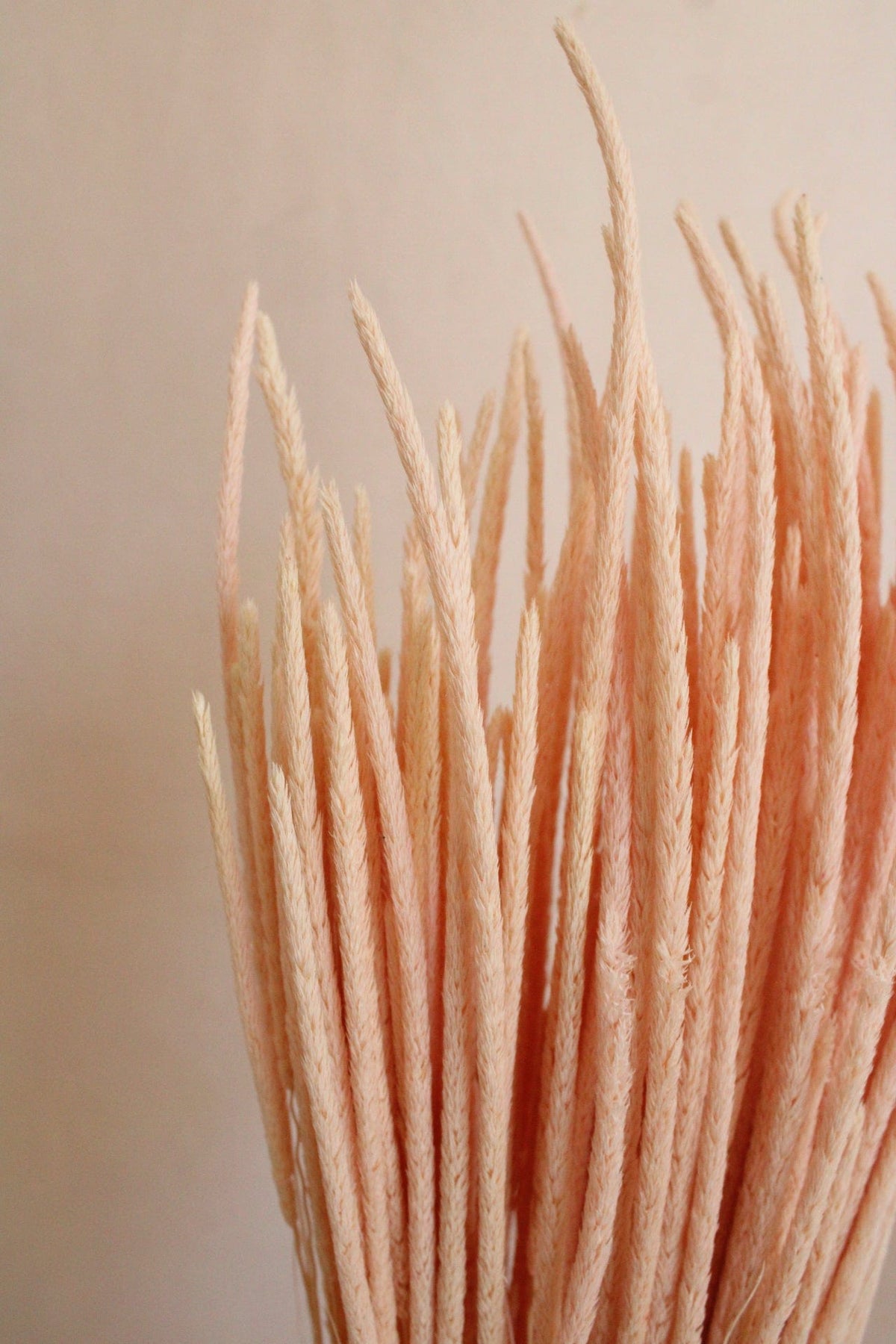 Vasenglück Trockenblumen Phleum | Zartrosa