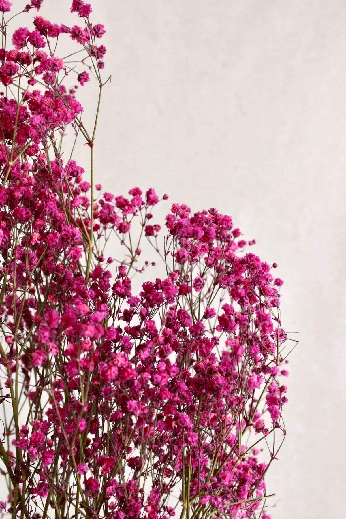 Vasenglück Trockenblumen Schleierkraut | Pink