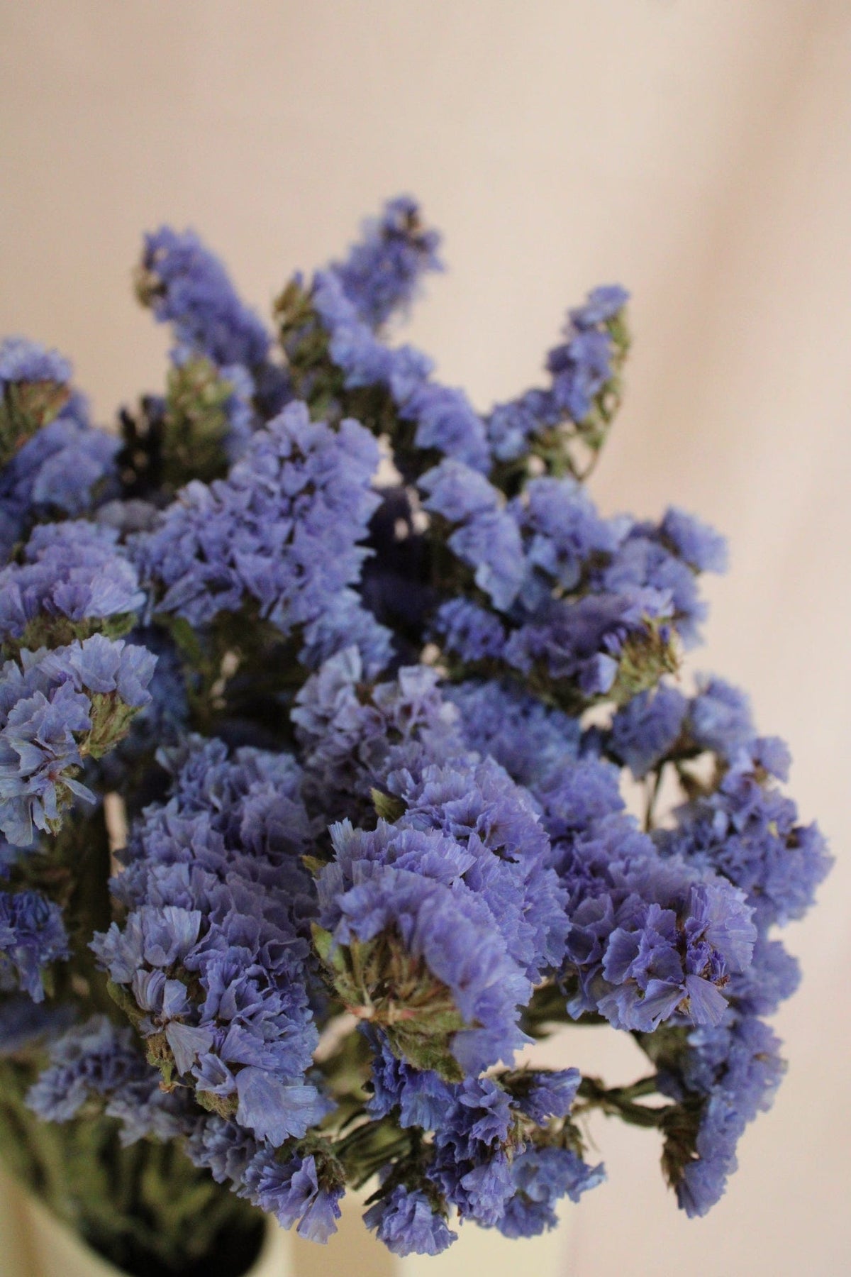 Vasenglück Trockenblumen Statice | Blau