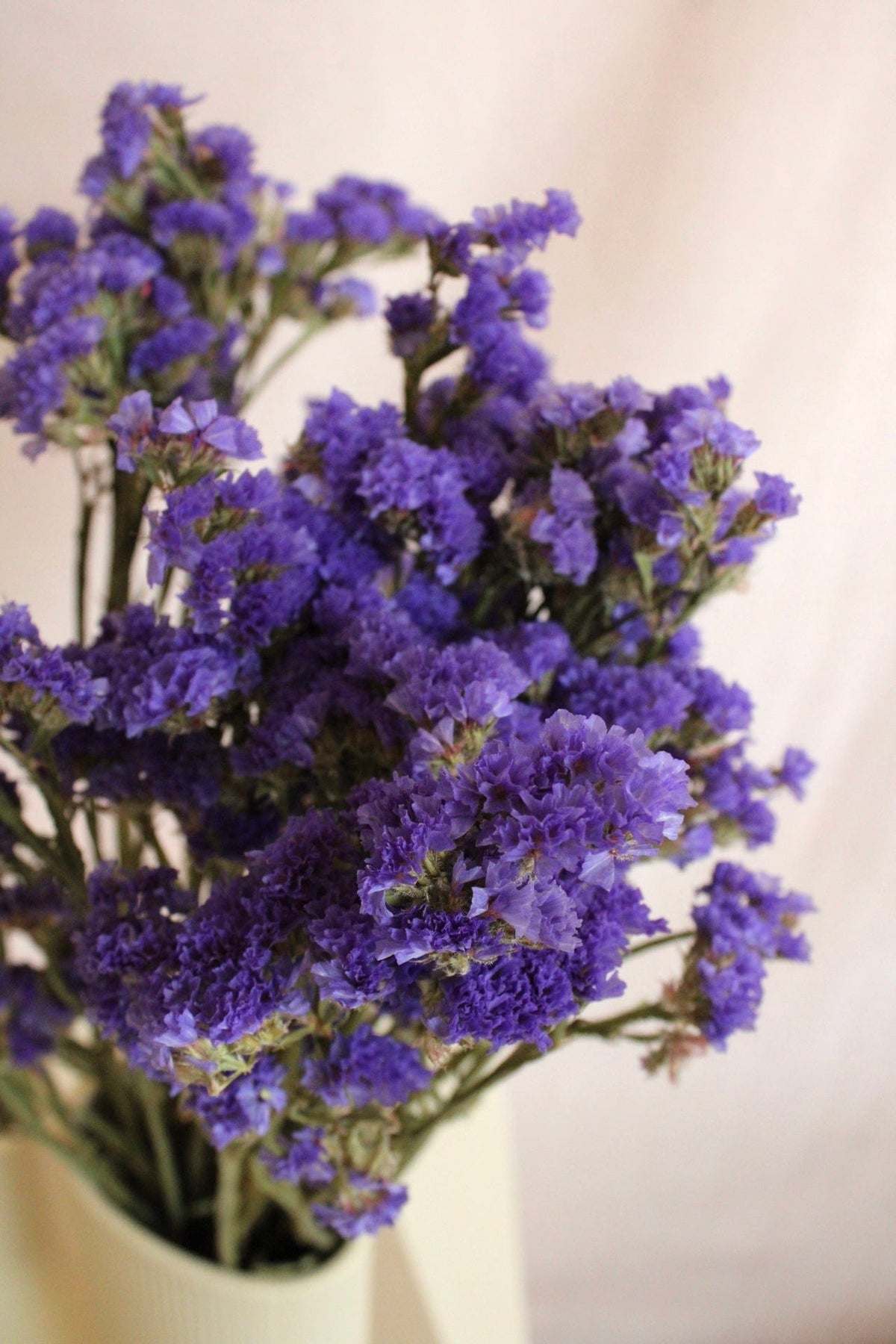 Vasenglück Trockenblumen Statice | Lila