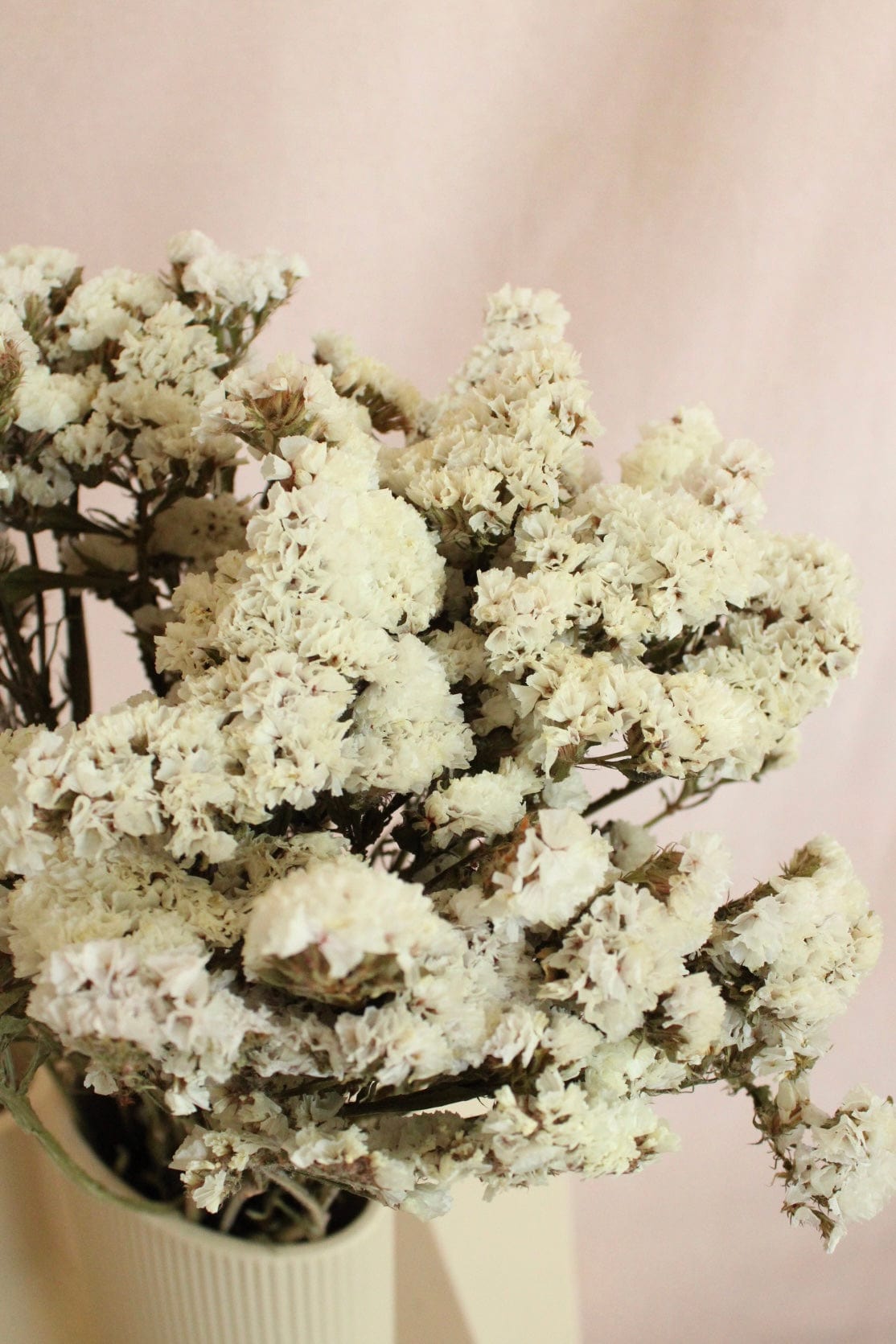 Vasenglück Trockenblumen Statice | Natur Weiss