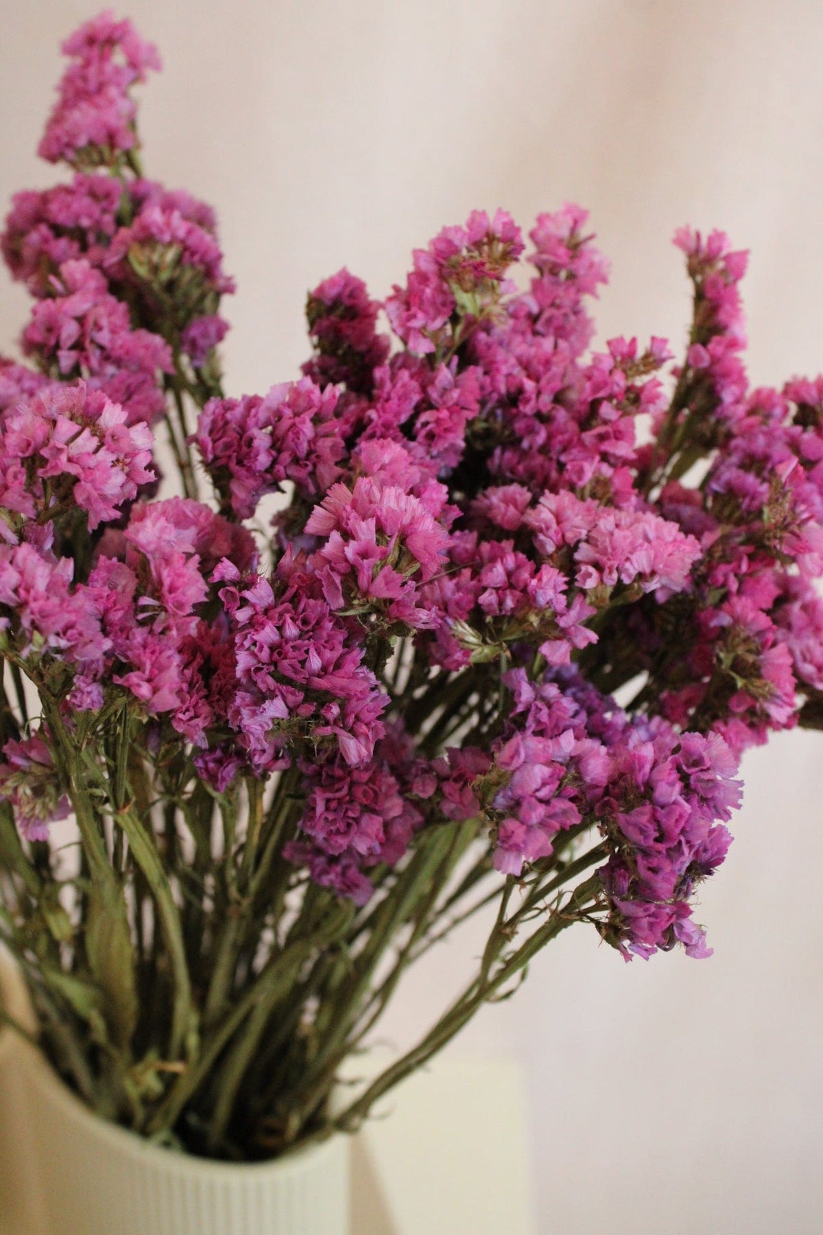 Vasenglück Trockenblumen Statice | Pink
