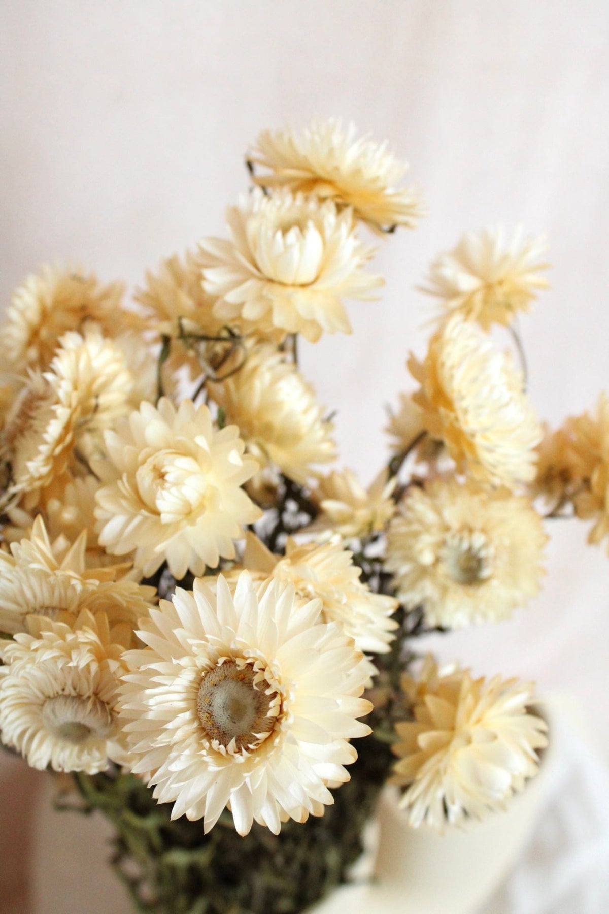 Vasenglück Trockenblumen Strohblumen | Cremeweiss